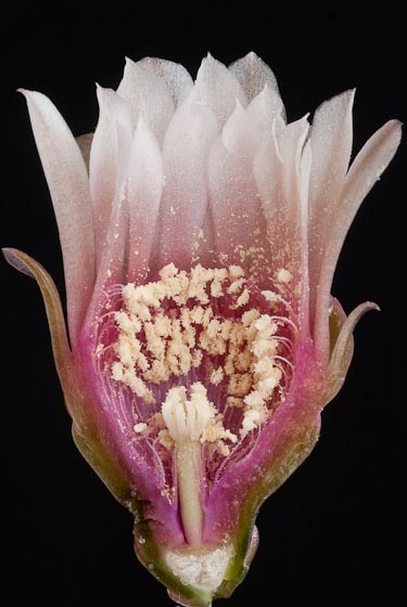 Gymnocalycium cardenasianum